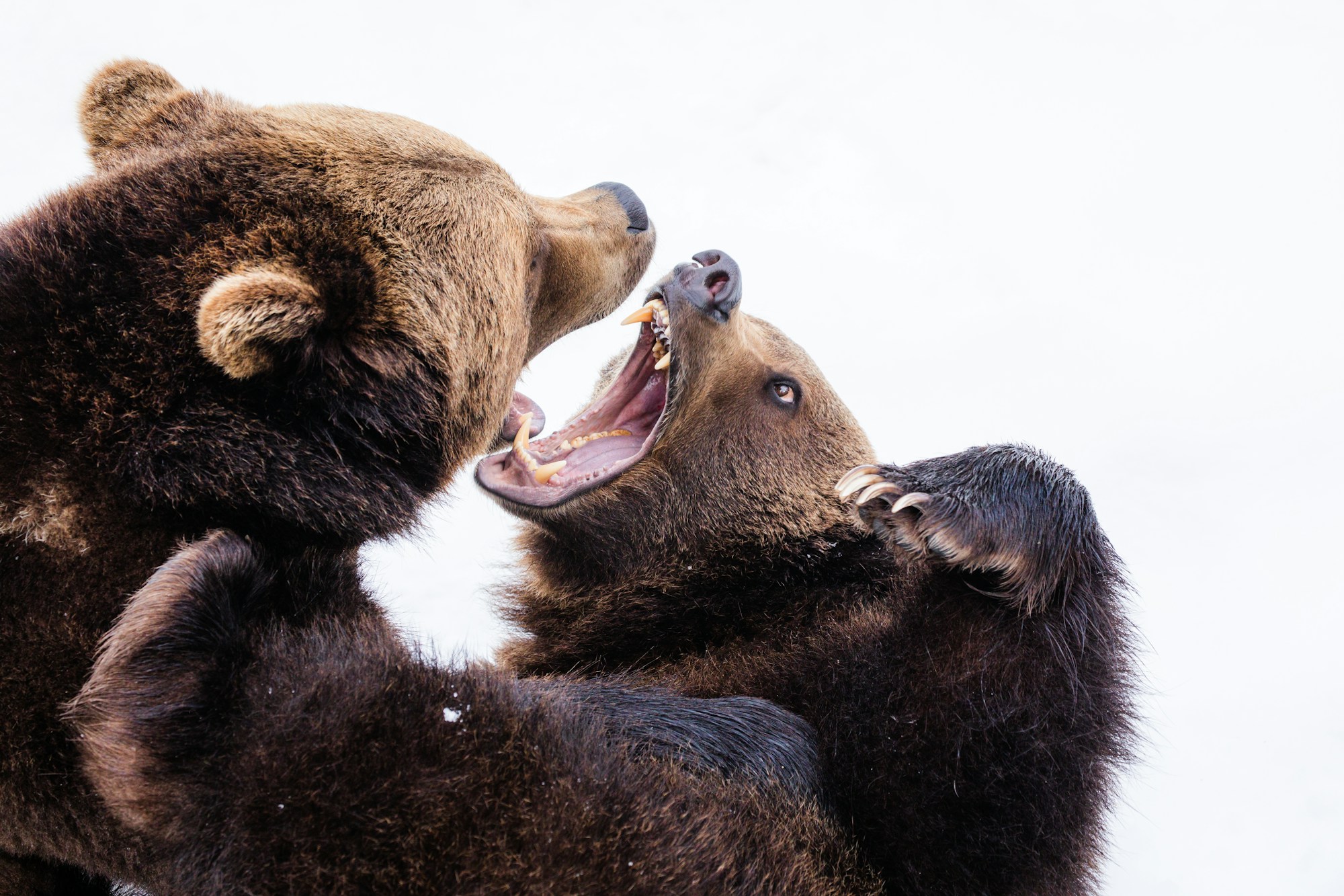 two brown grizzly bears